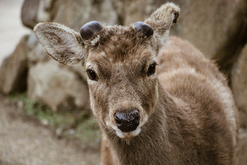 Sika Deer (Cervus nippon) in Nara Park, Nara, Honshu Island, Japan