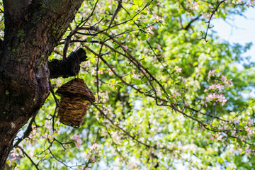 Empty bird nest on flowering apple tree close up shot, copy space.