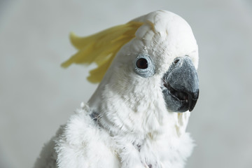 White talking parrot cockatoo with yellow tuft. Loss of feathers in a parrot. Bald Cockatoo.