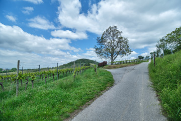 Fototapeta premium Zwischen Bensheim und Heppenheim