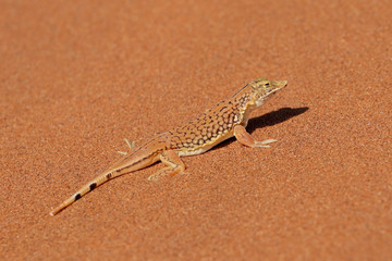 A shovel-snouted lizard (Meroles anchietae) on a sand dune, Namib desert, Namibia.