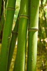 bamboo, young, stem, grows, green, park, grove,