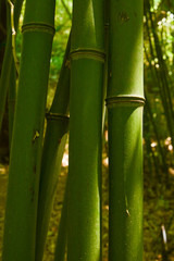 green bamboo on black background