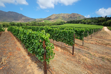 Fototapeta na wymiar Scenic landscape of a vineyard against a backdrop of mountains, Cape Town, South Africa.