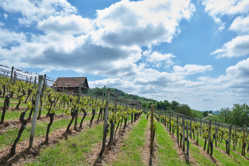 Obraz premium Zwischen Bensheim und Heppenheim