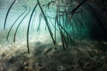 Sunlight filters down into a dark mangrove forest growing in Komodo National Park, Indonesia. This tropical area is known for its incredible marine biodiversity as well as its infamous dragons. 