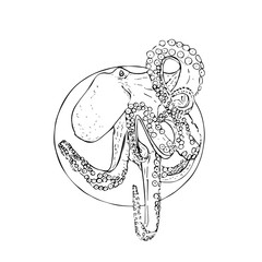 octopus sketch