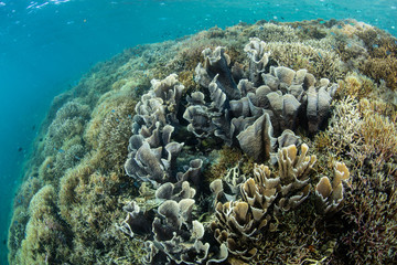 Fragile corals thrive on an underwater slope in Komodo National Park, Indonesia. This tropical area is known for its high marine biodiversity.