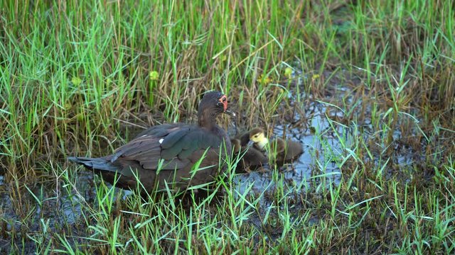 La madre pata est&aacute; protegiendo a sus patitos en el charco.