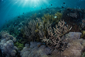 Fototapeta na wymiar Sunlight descends on a healthy coral reef in Komodo National Park, Indonesia. This tropical area is known for its high marine biodiversity.