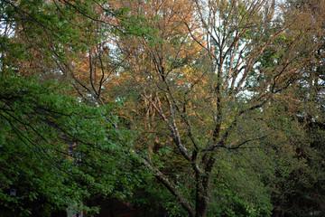 Colorful trees 