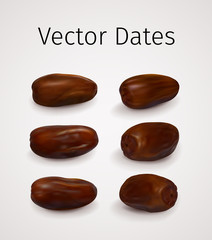 Set of Realistic Vector Dates Fruit
