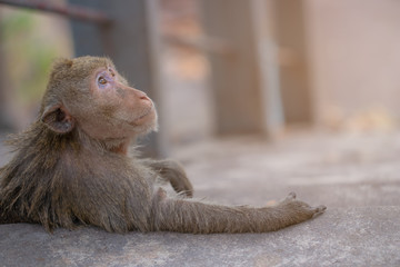 The young monkey sat up looking up.