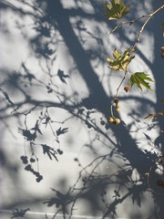 Shadow of a tree