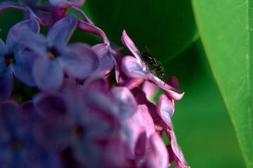  beautiful lilac flowers background
