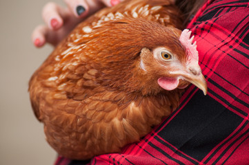portrait af chicken in arms before adoption © pixarno