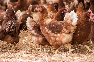 Foto op Plexiglas portrait of chicken in a Traditional free range poultry farming © pixarno