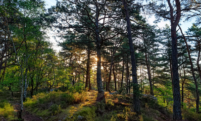 Trois pignons forest sunrise in Île de France