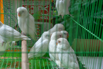 The Hong Kong BIrd Market in Yuen Po Bird Garden on Kowloon