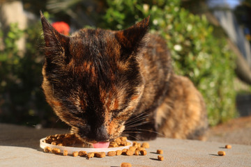 Cat eating food