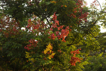 Autumn flowers growing on tree