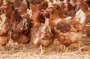 portrait of chicken in a Traditional free range poultry farming