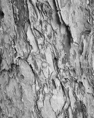 Black and white tree bark texture