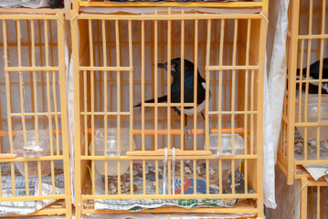 The Hong Kong BIrd Market in Yuen Po Bird Garden on Kowloon