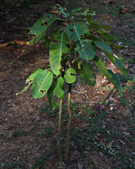 Small plant eaten by ants