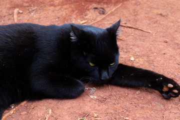 Black cat lying down on dirt ground