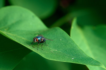 fly on a green leaf, nature