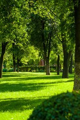 Fototapeta na wymiar early summer landscape, old Park, trees, bushes, green grass, bright green leaves