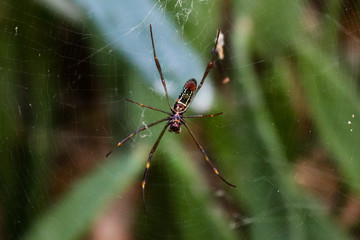 spider on a web