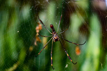 spider on a web