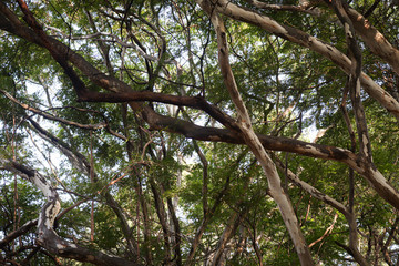tree in the park