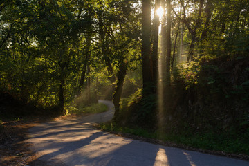 rays of the sun shining through the foliage of trees on the road in the forest