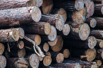 pile of wooden logs