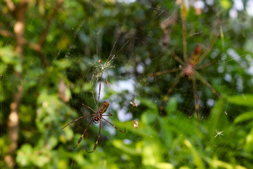 Spiders on web
