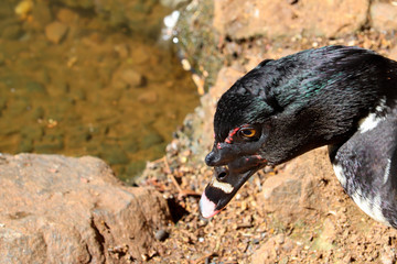 Duck looking down