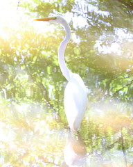 White heron on water