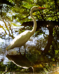 heron in water