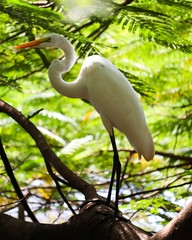 great blue heron in tree