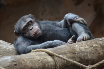 Schimpanse schlafend