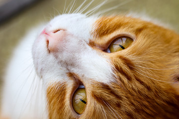 portrait of a cat