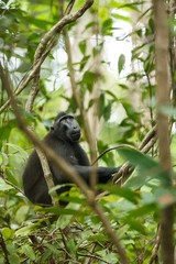 Fototapeta premium Celebes crested macaque on the branch of the tree. Close up portrait. Endemic black crested macaque or the black ape. Natural habitat. Unique mammals in Tangkoko National Park,Sulawesi. Indonesia