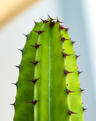 cactus isolated on white background