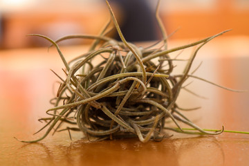 bryophyte on brown background