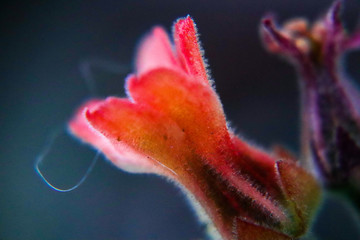 macro of a cactus flower