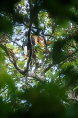 Knobbed hornbill, Aceros cassidix, sitting on branch at a tree top near its nest.Tangkoko National Park, Sulawesi, Indonesia, typical animal behavior, exotic birding experience in Asia,wildlife scene