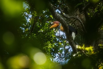 Knobbed hornbill, Aceros cassidix, sitting on branch at a tree top near its nest.Tangkoko National Park, Sulawesi, Indonesia, typical animal behavior, exotic birding experience in Asia,wildlife scene